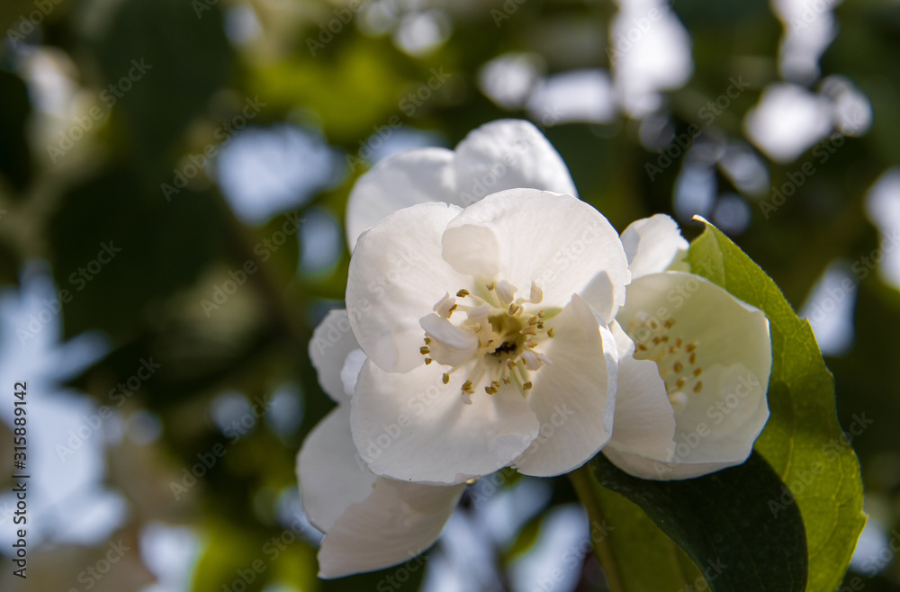 Fototapeta premium A delicate flower of Philadelphus. Yaroslavl. Beautiful summer day.