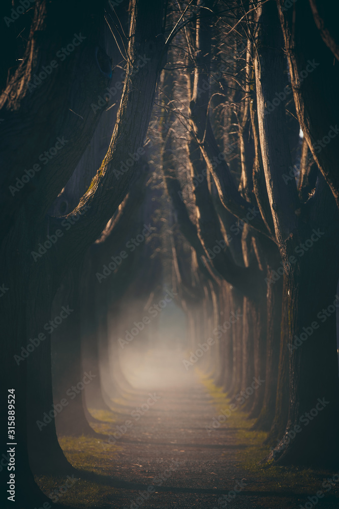 Obraz premium viale alberato