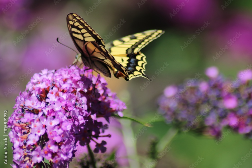 Swallowtail Butterfly on Bougainvillea Flower Swallowtail Butterfly on Bougainvillea Flower