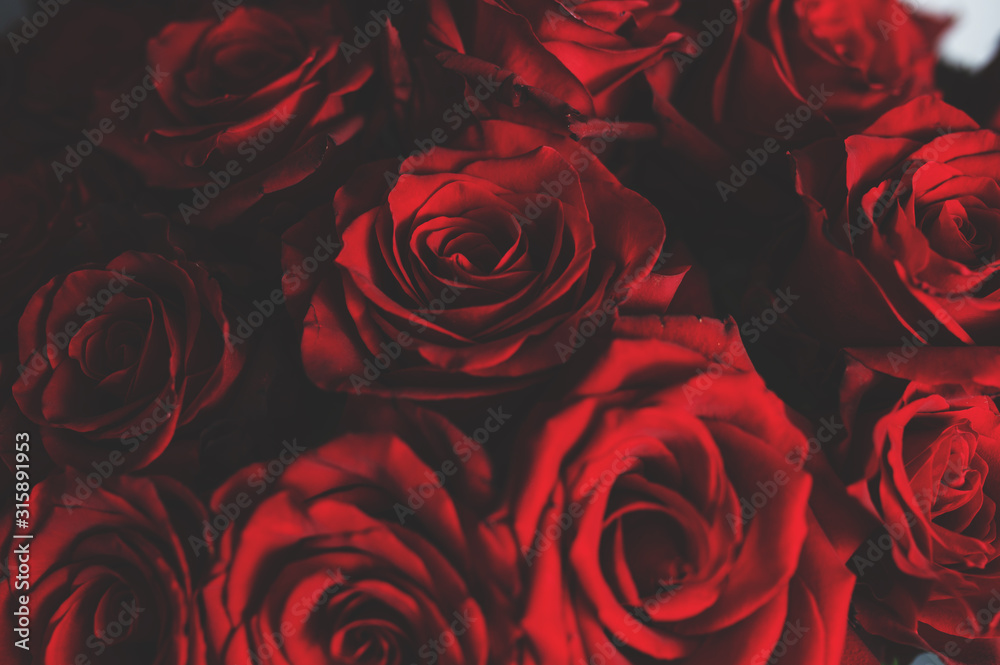 Naklejka premium Natural red roses background. fresh dark red roses close up texture background.