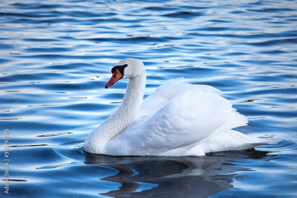 White mute swan floating in rippling water. Majestic silhouette of white swan swimming ahead in the middle of the water. White mute swan floating in rippling water. Majestic silhouette of white swan swimming ahead in the middle of the water.