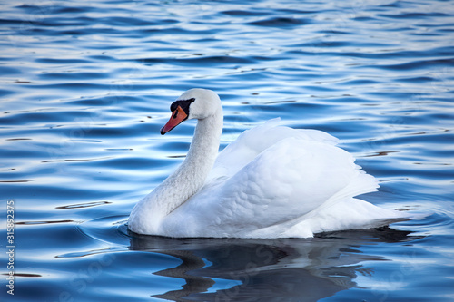 White mute swan floating in rippling water. Majestic silhouette of white swan swimming ahead in the middle of the water.