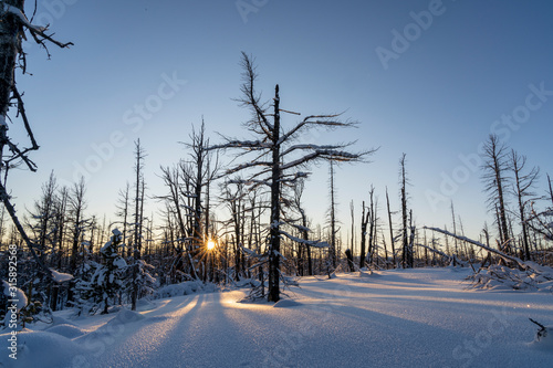 Winter Tree 