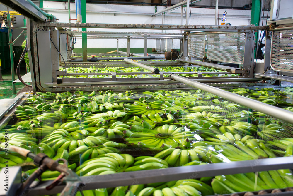 Banana factory on La Palma, Canary islands, Spain, once harvested, big