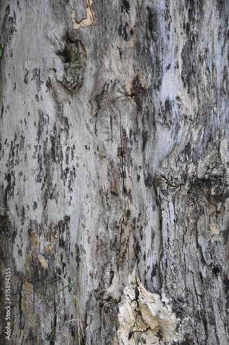 bark of a tree