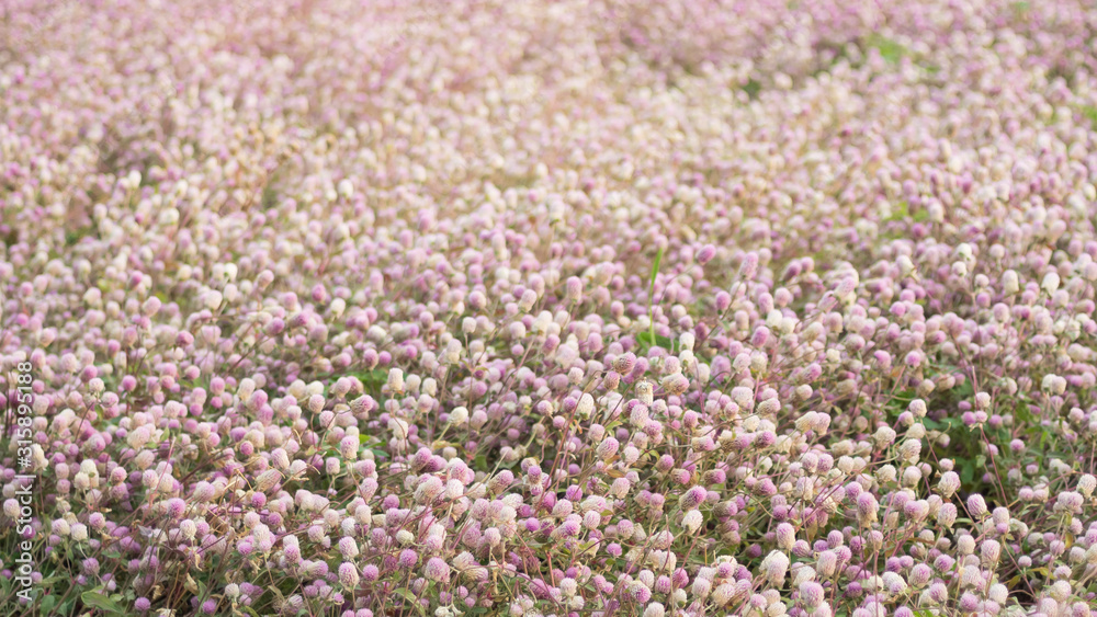 Beautiful Pink Flower Field Autumn Tree Photography Background Blooming Romantic Pink Flowers Trees Field Dreamlike Aesthetic Art Wedding Festival Party Lovers Background Stock Photo Adobe Stock