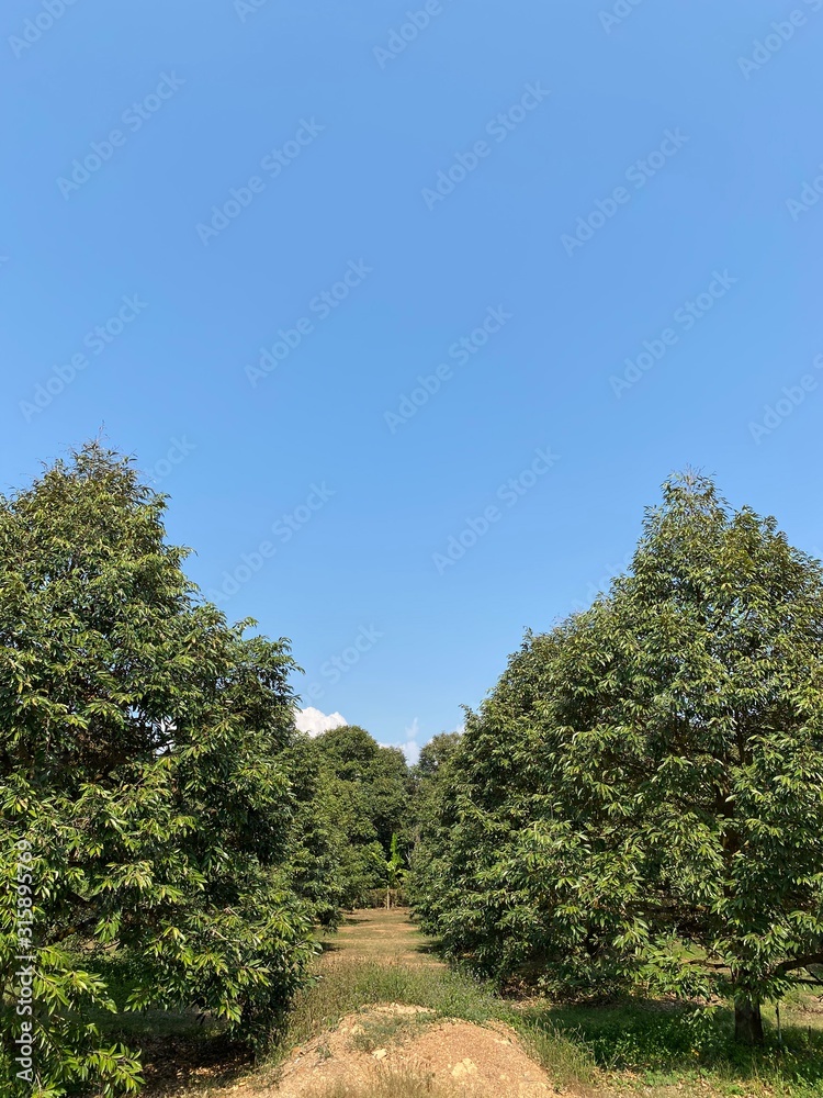 Trees and shrubs with blue sky in the garden Trees and shrubs with blue sky in the garden