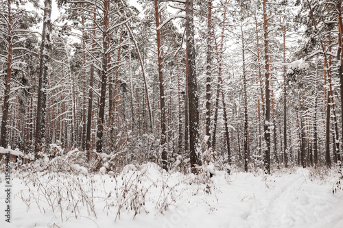 winter forest © Вероника Пушнина