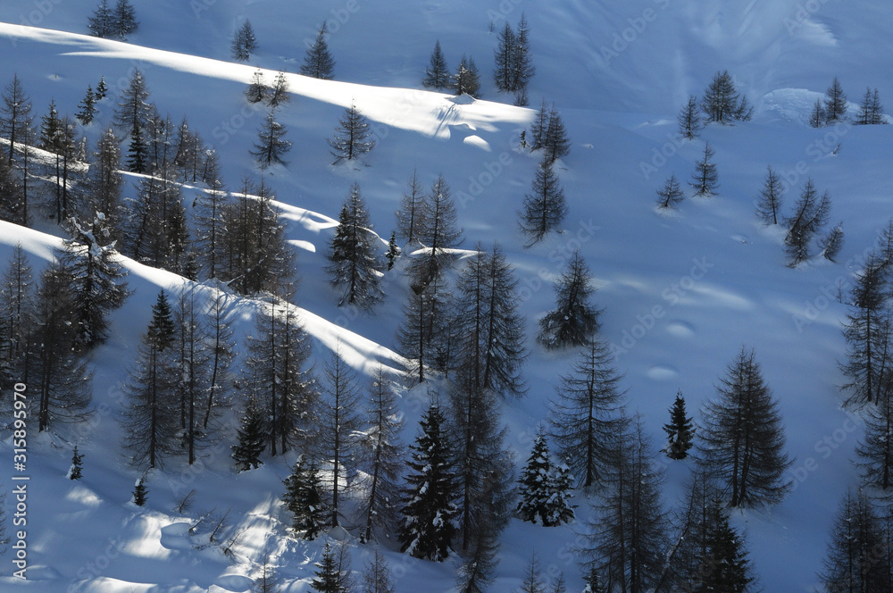 winter scene with fir and larch forest at Passo San Pellegrino in the Italian Dolomites. Val di Fiemme. Italy.