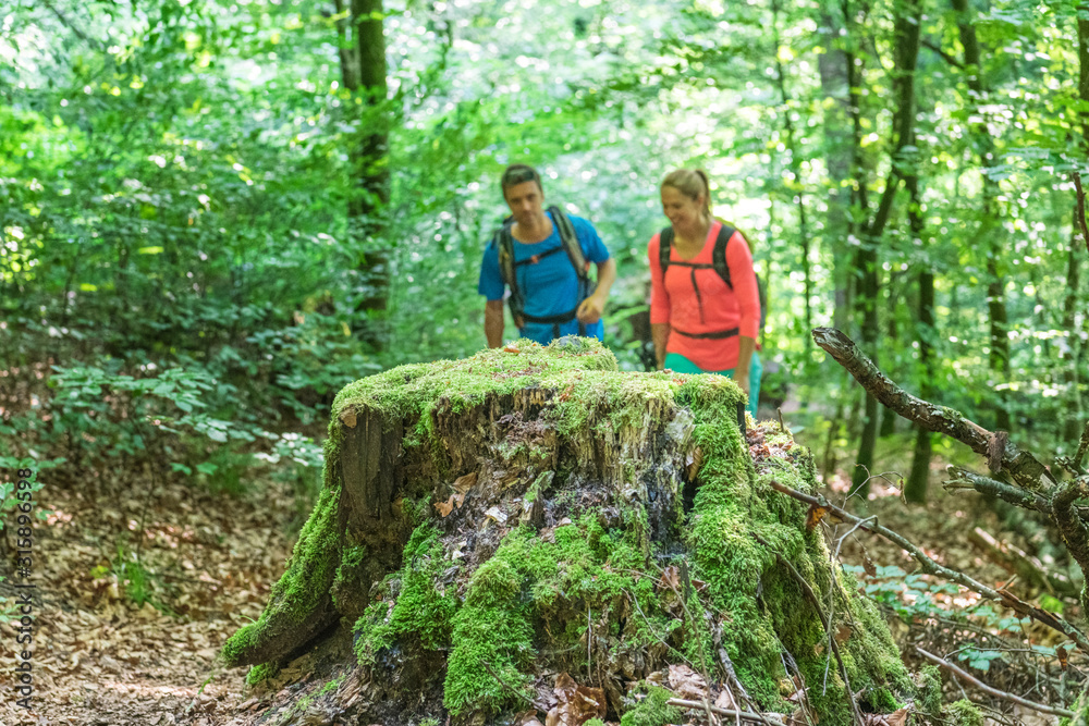 Wandern in frühlingshaften Wald Wandern in frühlingshaften Wald
