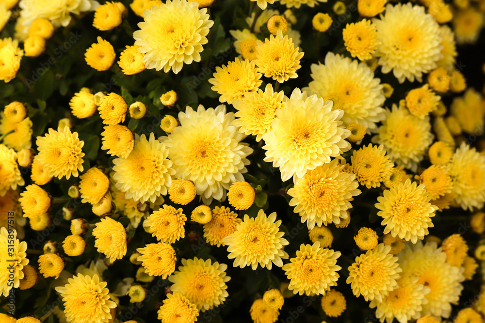 Yellow chrysanthemum flowers top view close-up with dark background. Colorful yellow and orange chrysanthemum flower bloom in the farm. Selective focus. Yellow chrysanthemum flowers top view close-up with dark background. Colorful yellow and orange chrysanthemum flower bloom in the farm. Selective focus.
