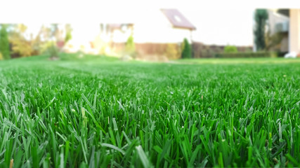 Fotobehang Groen Spring season sunny lawn mowing in the garden. Lawn blur with soft light for background.  © Sasha