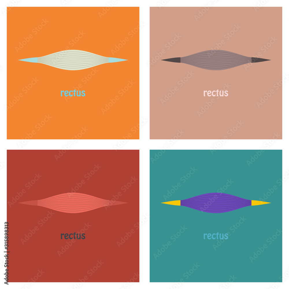 Set of Flat Rectus - didactic board of anatomy of muscular system Stock ...