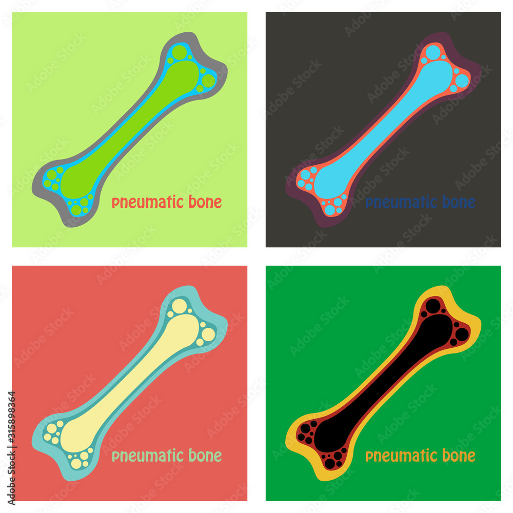 Set of Flat anatomy of the Long Bone. Periosteum, endosteum, bone