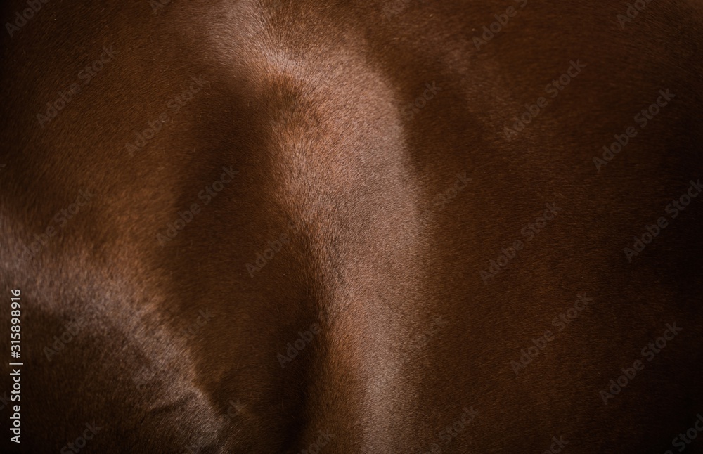 Horse Skin and Muscles