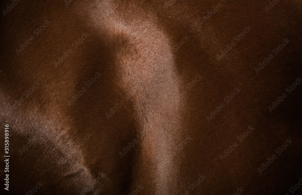 Horse Skin and Muscles Horse Skin and Muscles