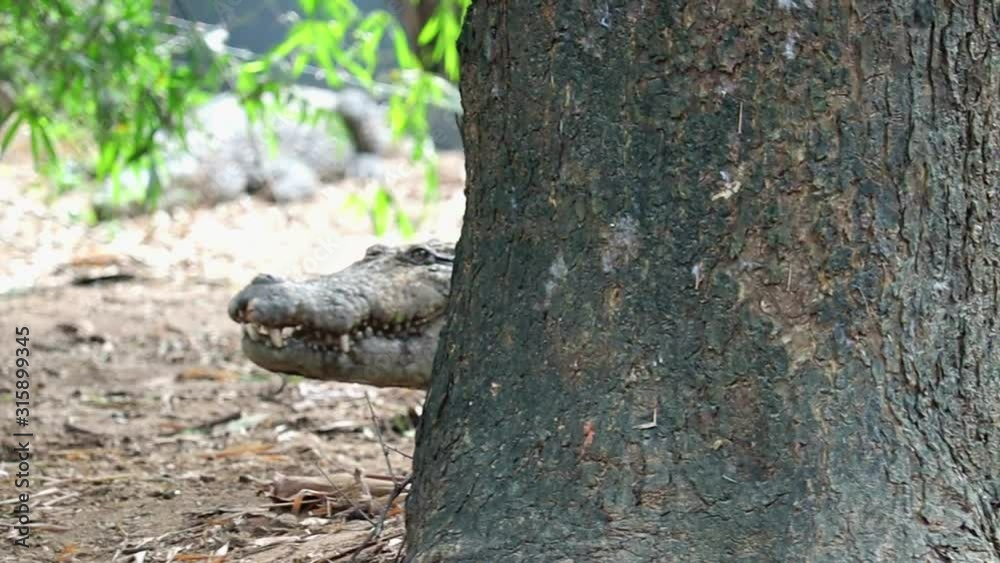 crocodile moving behind the tree Chennai India crocodile moving behind the tree Chennai India