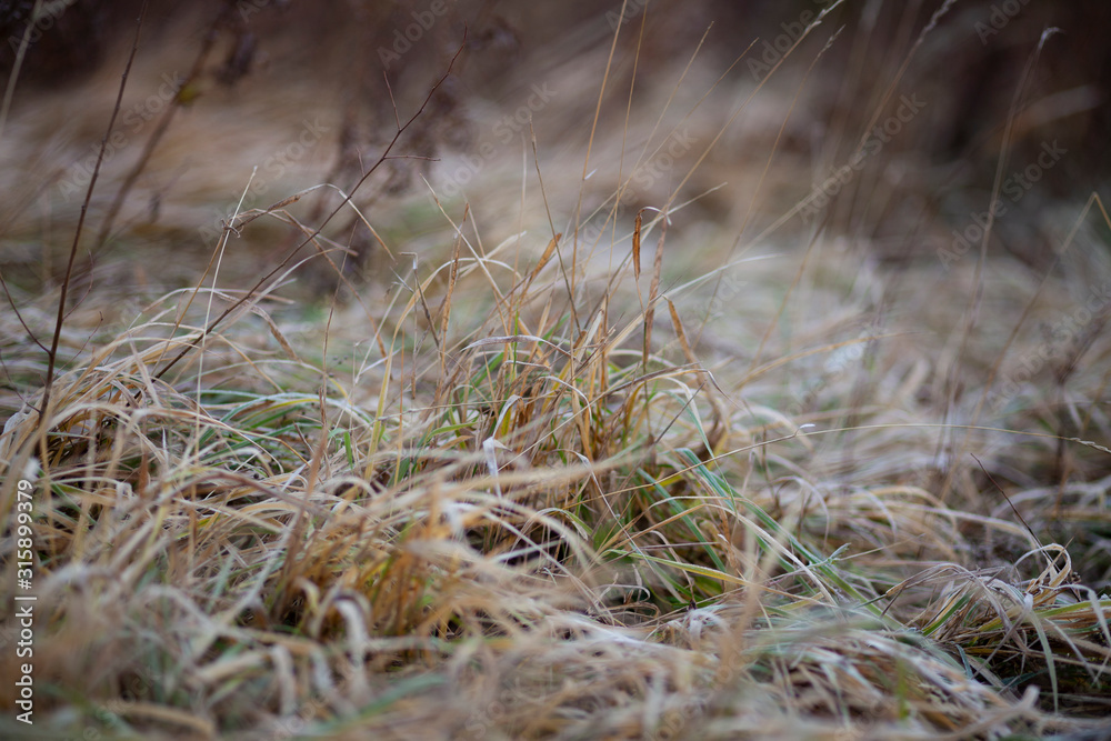 dry grass in the wind
