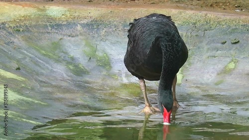 Black swan washing its body in pond water photo