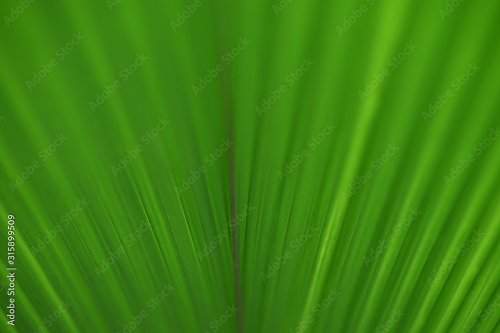 Amazing green closeup exotic leaf textured Amazing green closeup exotic leaf textured