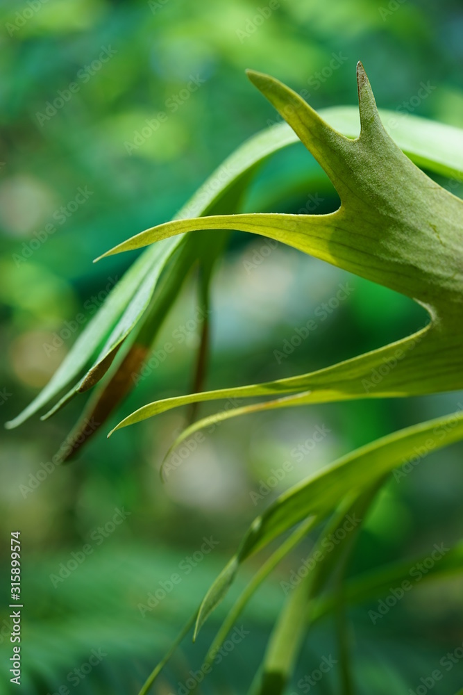Obraz premium Green exotic leaf plant blurred background