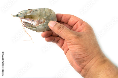 The hands of men are holding fresh raw pacific white shrimp on white background.
