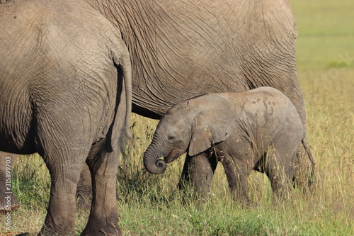 Baby elephant in the african savanna.