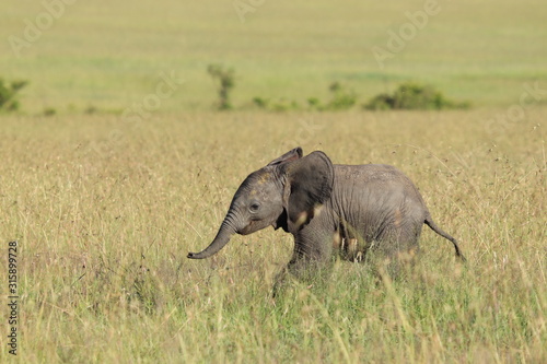 Baby elephant in the african savanna.