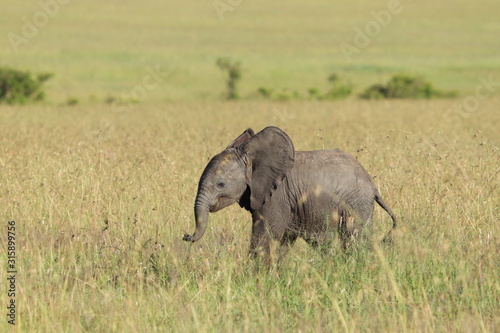 Baby elephant in the african savanna.