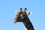 Giraffe face closeup and blue sky.
