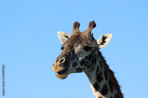 Giraffe face closeup and blue sky. © Marie