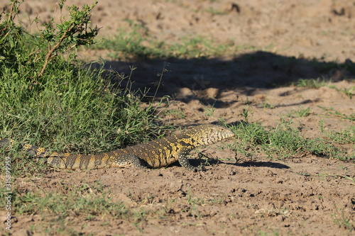 Monitor lizard in the african savanna.