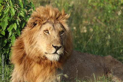 Young male lion face closeup.