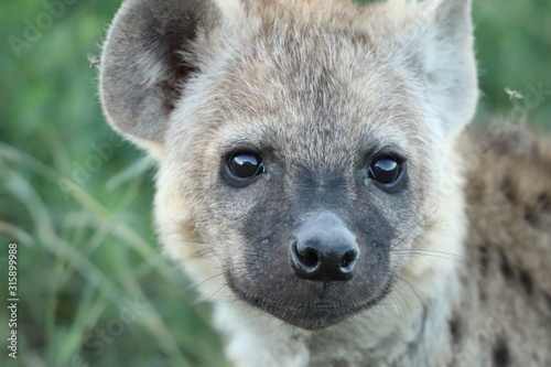 Young spotted hyena face closeup.