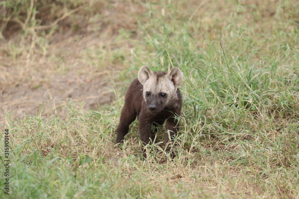 Young spotted hyena cub standing by its den. Young spotted hyena cub standing by its den.
