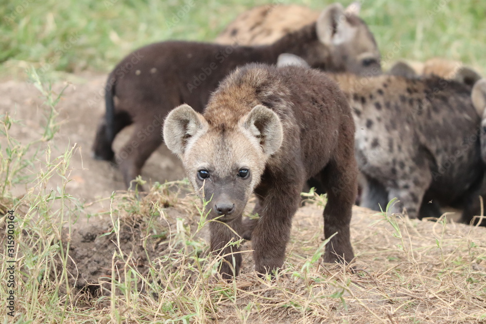 Fototapeta premium Young spotted hyena cub standing by its den.