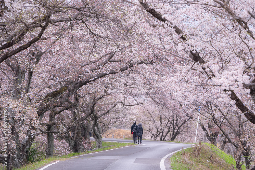 Cherry blossom tunnel on a road in the early morning