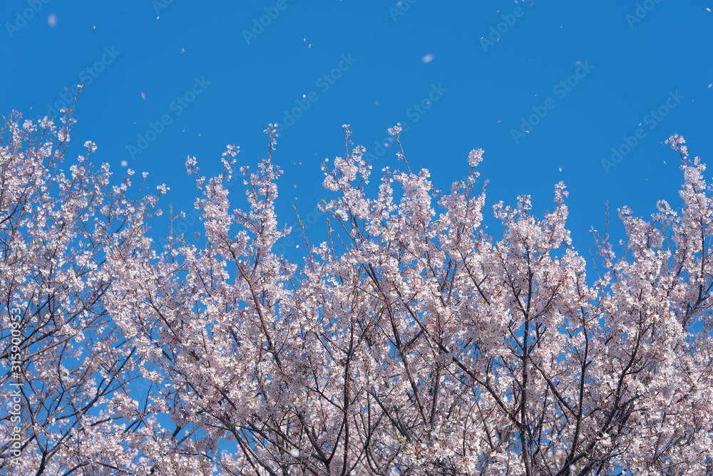A flurry of cherry blossoms blown in the wind like snow.
