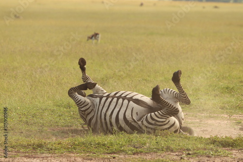 Zebra rolling himself on the ground.