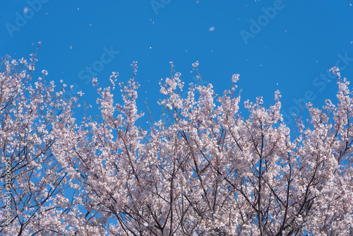 A flurry of cherry blossoms blown in the wind like snow. photo