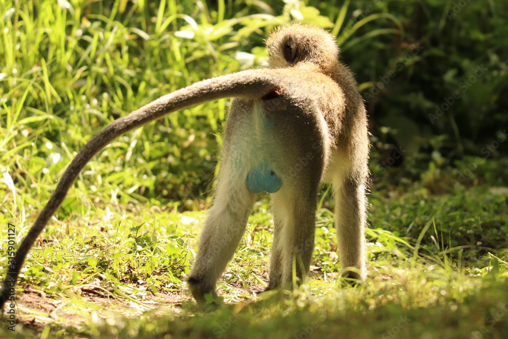Vervet monkey with blue balls. Stock Photo | Adobe Stock