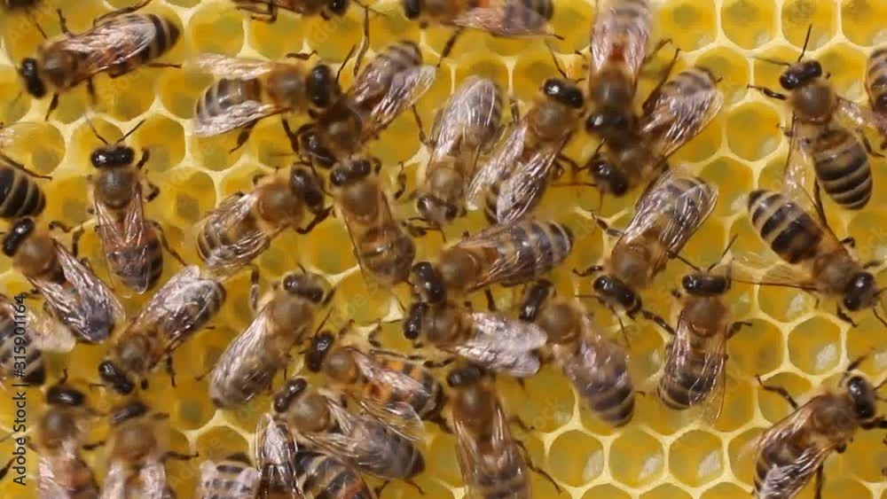 Alarmed bees. They quickly move around the honeycombs. The reasons can ...