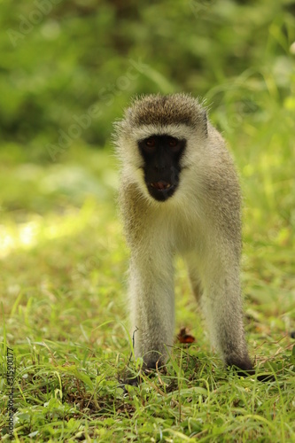 Vervet monkey in the grass of the savanna. © Marie