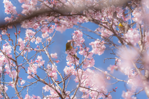 Obraz na płótnie Japanese white-eye bird with pink cherry blossom flowers w salonie