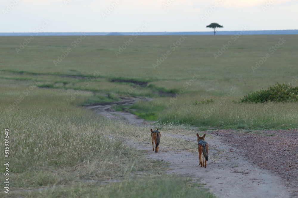 Fotografie Two black-backed jackals (canis mesomelas) on a road.