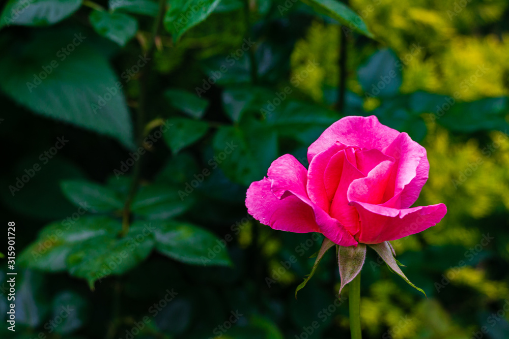 Beautiful pink rose Queen Elizabeth's  in natural sunlight on blurry dark green background. Close-up. Nature concept for design. There is place for tex