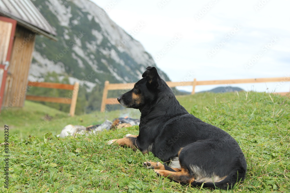 black dog liying on the grass with fence and moutain in background