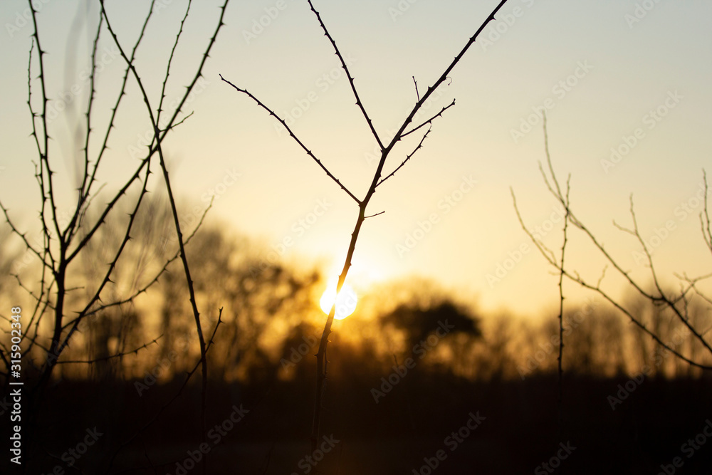 Obraz premium branches with sunset and forest in background