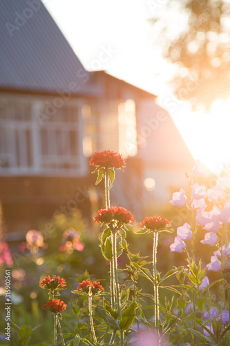 Tablou canvas Garden flowers against wooden house in village. Sunset