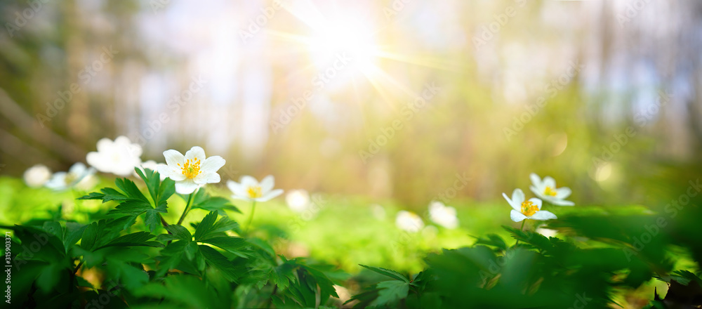Fototapeta Piękni biali kwiaty anemony w wiośnie w lasowym zakończeniu w świetle słonecznym w naturze. Wiosenny krajobraz lasu z kwitnącymi pierwiosnkami.